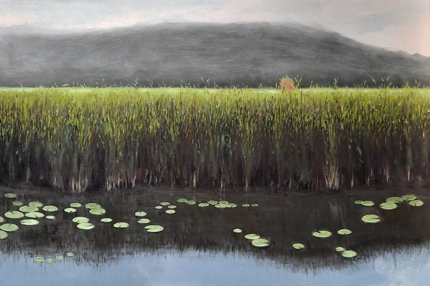 Water Lilies